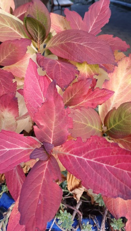 Herbstblätter im Garten der Einrichtung