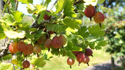 Beeren im Garten