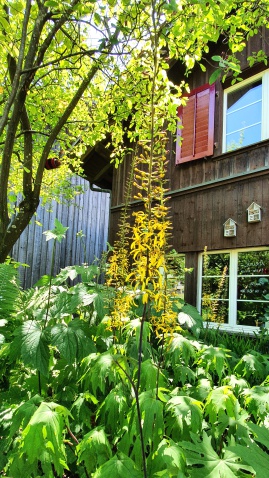 Garten im Wohnheim