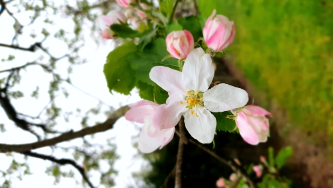 Apfelbaum Blüten in der Institution