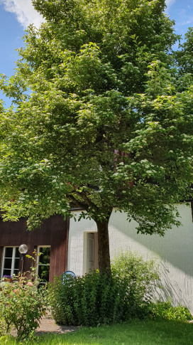Baum in Garten vom Wohnheim